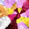 hash_0x1d7ce3806f864a5be493b7d099f09f1512fc03b205948f05c82dabb13267a758_id_1000976_time_27s_OKLAB-CHL_Magenta_Rose_Zinnia_0.11.0
