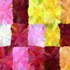 hash_0x553e8f2c05758196f55606a3d382cf2bd3654cf033872b45d8981516352e4163_id_1000313_time_33s_OKLAB-CHL_Magenta_Rose_Zinnia_0.11.0