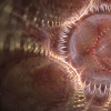 electricsheep.242.02518